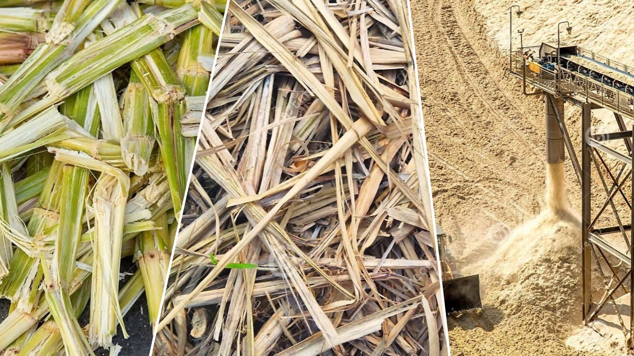 Sugarcane Bagasse Sugarcane Bagasse
