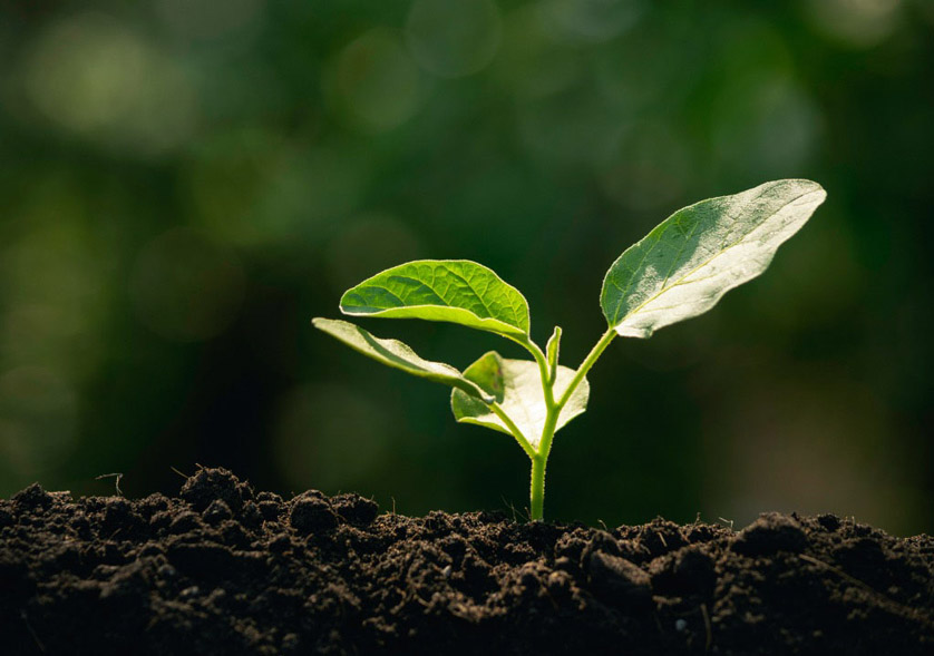 Coffee Husk Charcoal as Soil Improvement