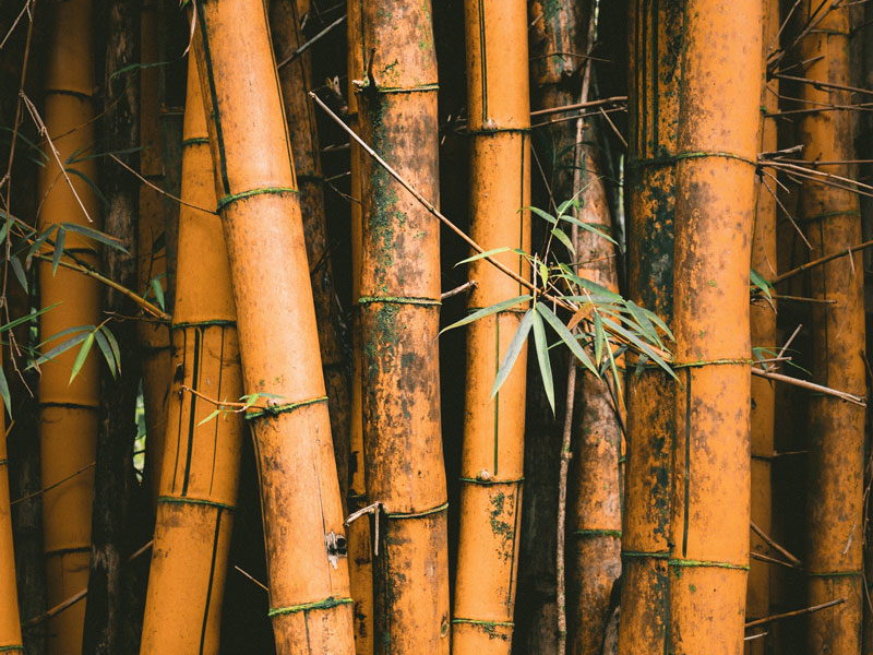 bamboo materials