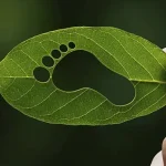 Come il Biochar riduce l'impronta di carbonio