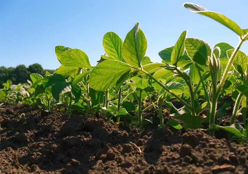 Soil Improvement and Agricultural Planting