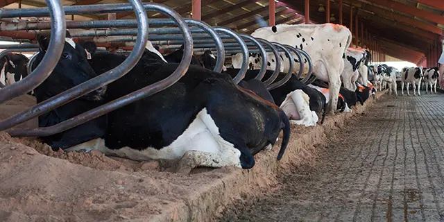 Digestate Bedding is Used in Farms