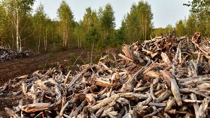 Forest Management Residues