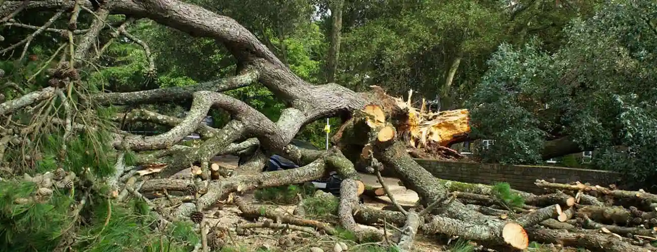 Massive Wood Debris in the forest Awaiting Clearing