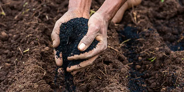 Wood Charcoal as Soil Amendment
