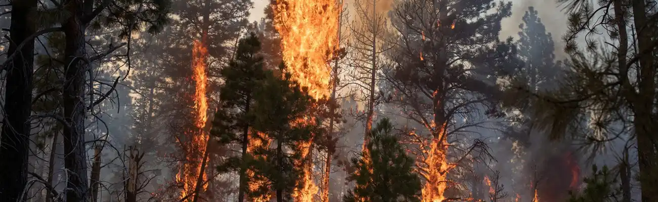 Biochar Production in U.S. for Wildfire Prevention