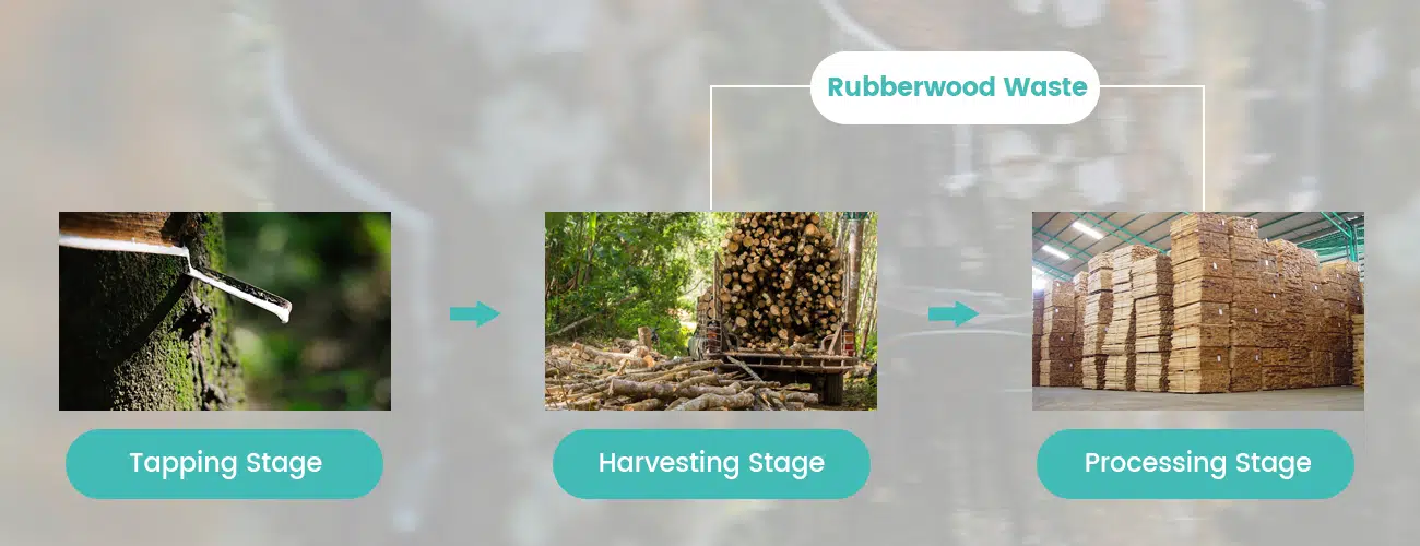Life Cycle of Rubberwood