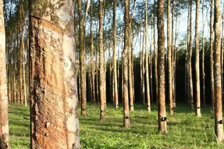 橡膠樹在割膠階段