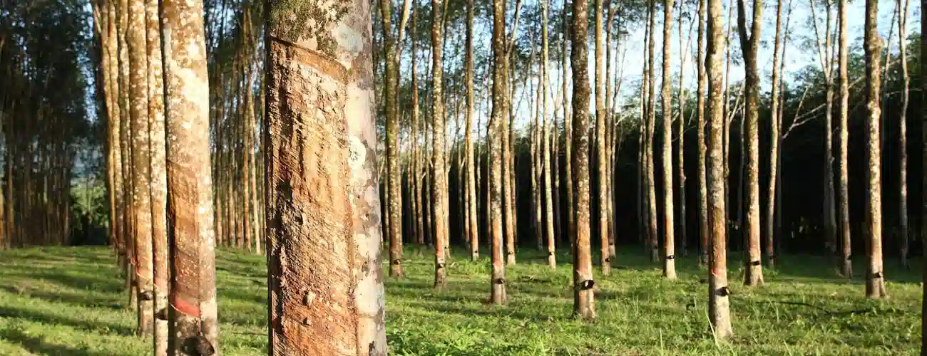 Rubber Trees During the Tapping Phase
