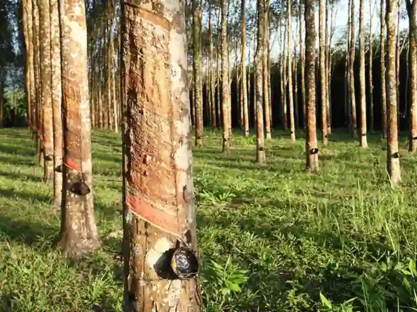 Sidestepping Deforestation Risk of Rubberwood