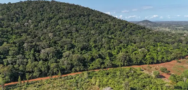 Biochar for Decarbonized Forestry