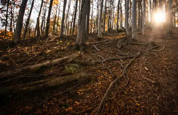Converting Forest Biomass into Biochar for Soil Restoration