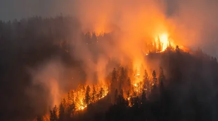 Global Forest Wildfires Surge