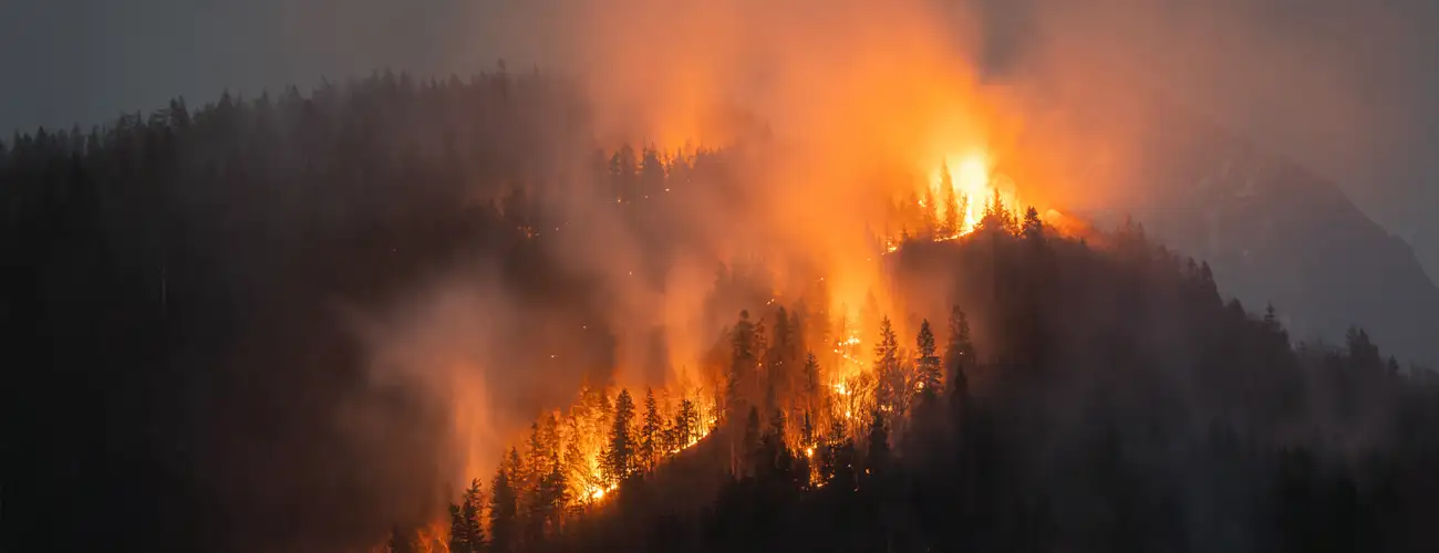 Global Forest Wildfires Surge
