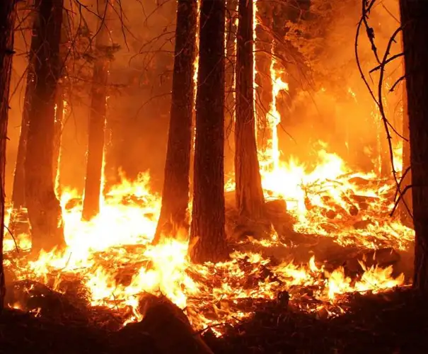 Ladder Fuels Caused Wildfires