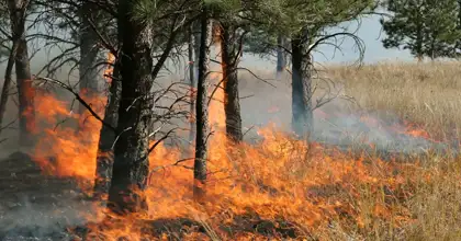 Prescribed Burning Fire