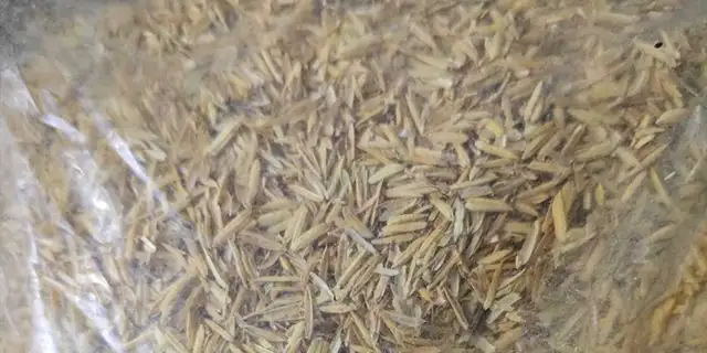 Rice Husk Test