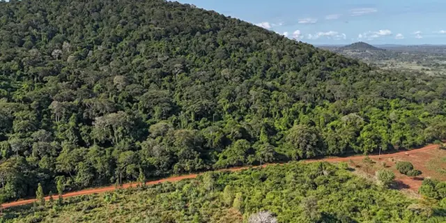 Wood Biochar for Degraded Forest Restoration