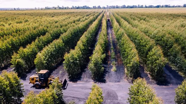 Aperam BioEnergia Eucalyptus Plantations in Brazil