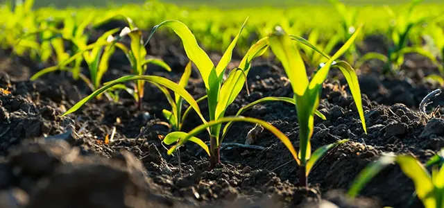 Biochar Applied in Soil Carbon Sequestration