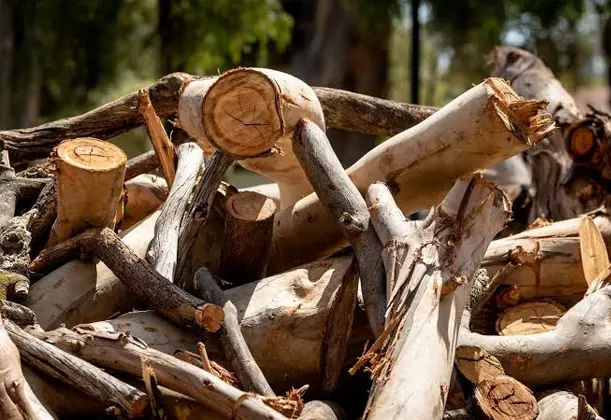 Eucalyptus Feedstock for Metallurgical Biochar