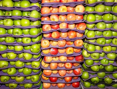 Paper Apple Trays