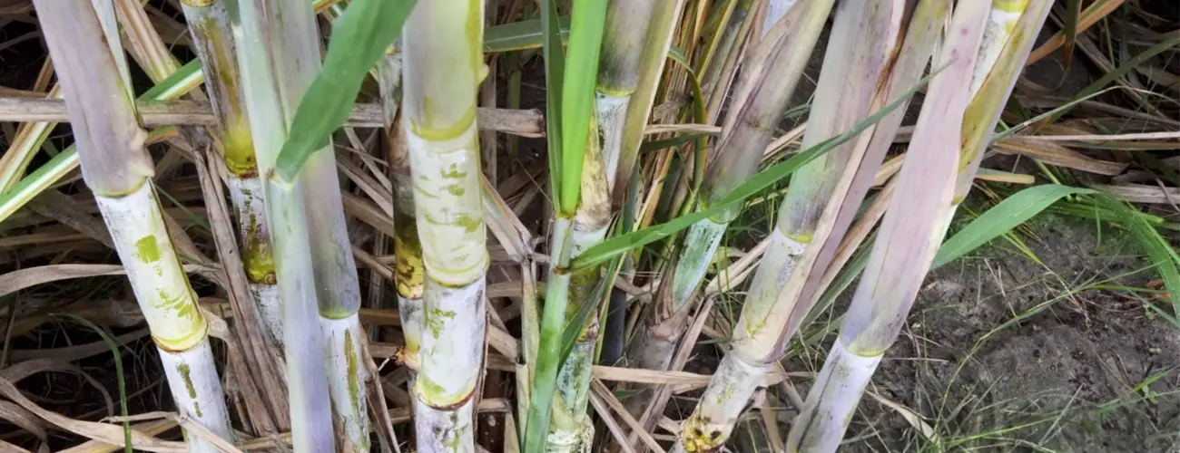 Sugarcane Straw
