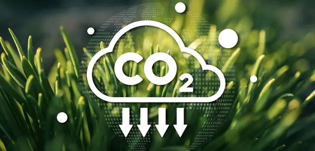 Bamboo Biochar Used in Carbon Sequestration
