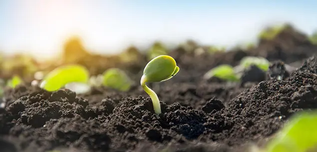 Bamboo Biochar Used in Soil Improvement